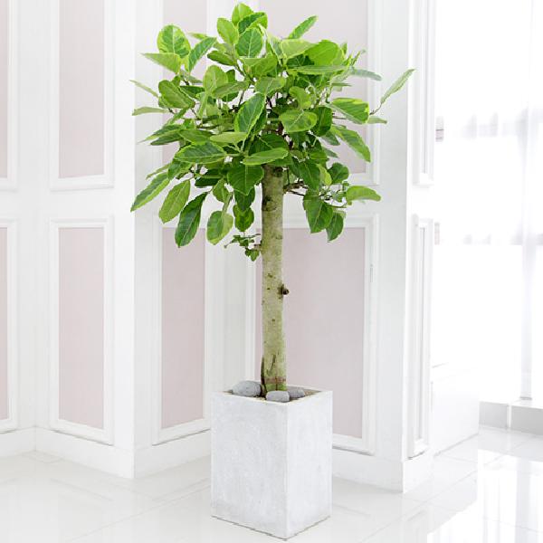 ベンガルゴムノキ D item image