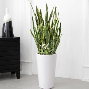 Sansevieria A item image