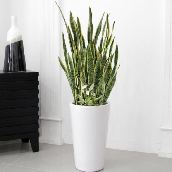 サンスベリア A item image