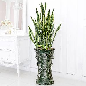 Sansevieria B item image