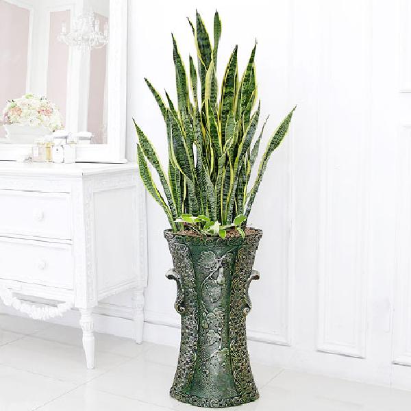 サンスベリア B item image