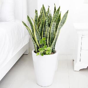 Sansevieria C item image