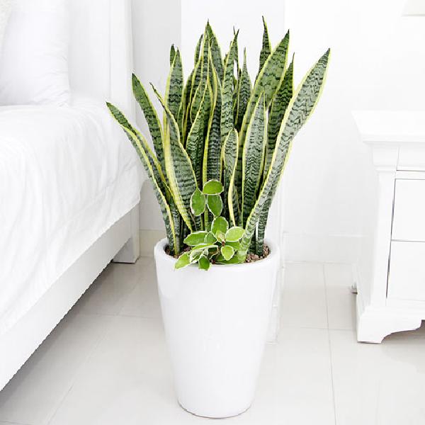 산세베리아 C item image