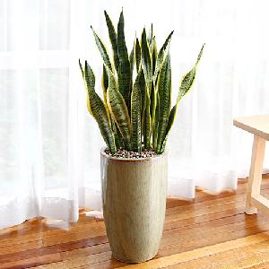 Sansevieria E item image
