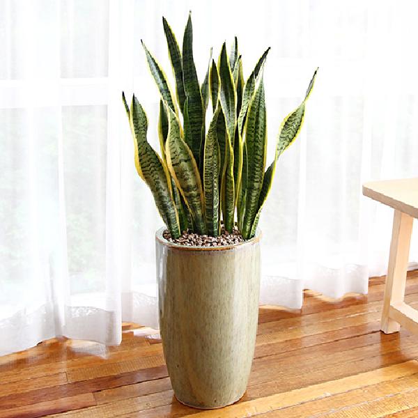 산세베리아 E item image