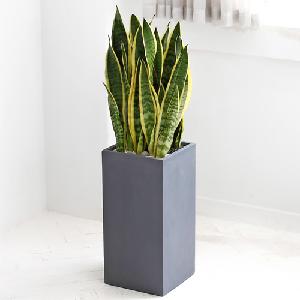 Sansevieria G item image