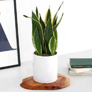 Sansevieria Table H item image