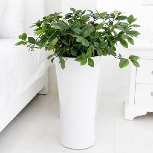 Coral Tree B item image