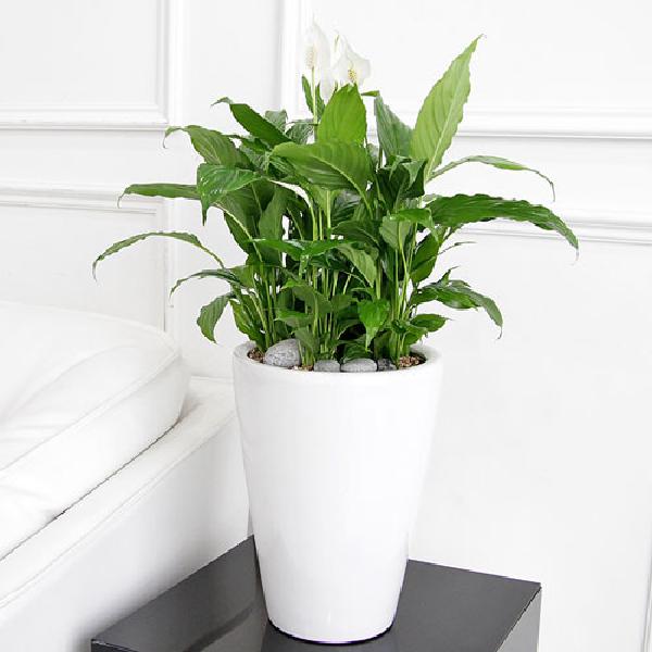 スパティフィラム A item image