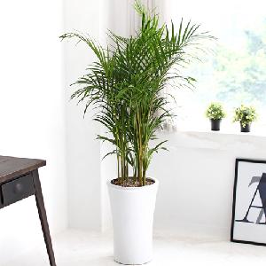 Areca Palm C item image