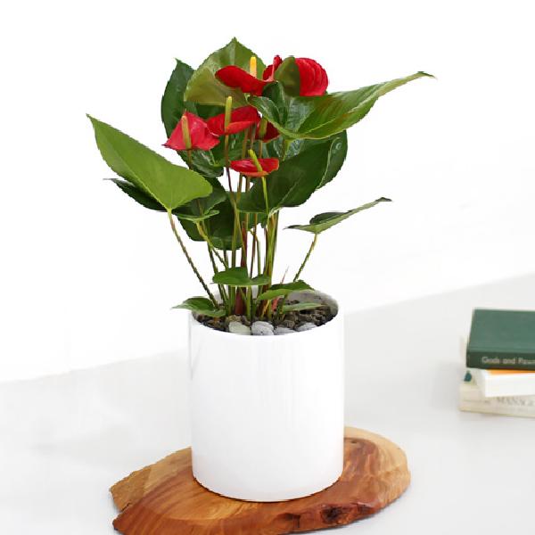 アンスリウム_テーブル用 A item image