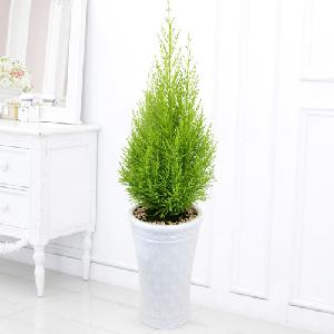 Juniper B item image