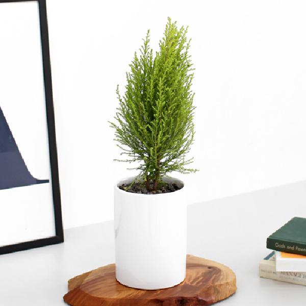 ユルマ_テーブル用 A item image