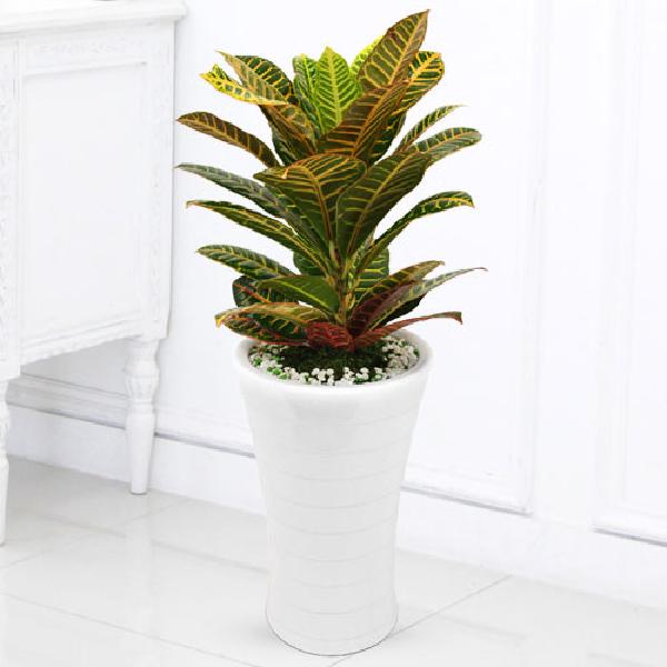 크로톤 A item image