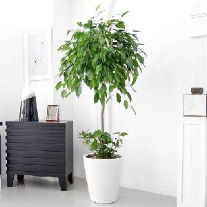 King Benjamin A item image