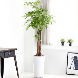 Pachira C item image