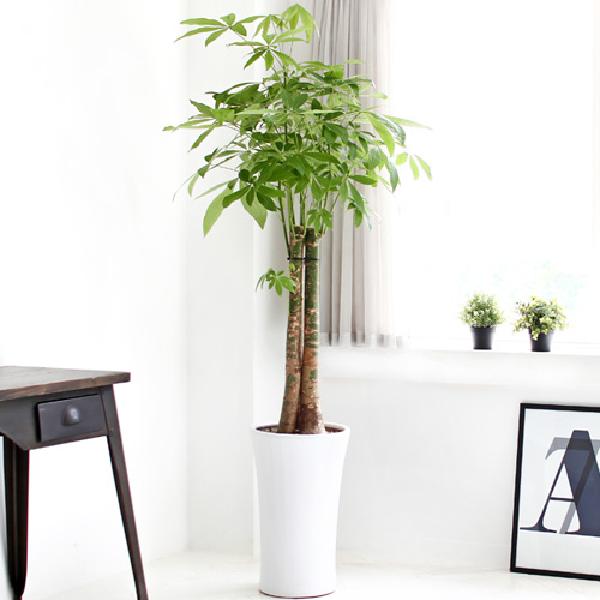 パキラ C item image