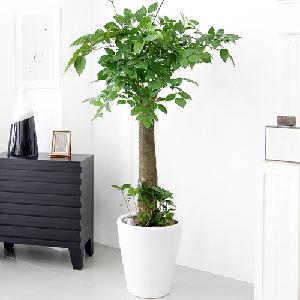 Happiness Tree A item image