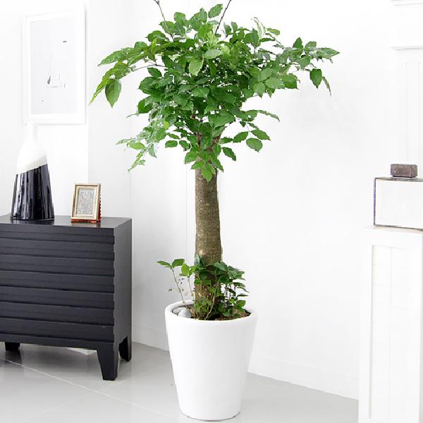 [カルトゥフラ item image