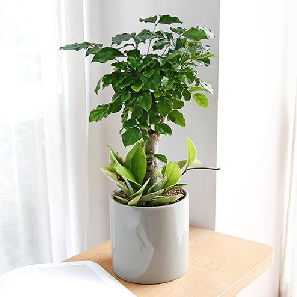 幸福の木(富貴樹) S item image