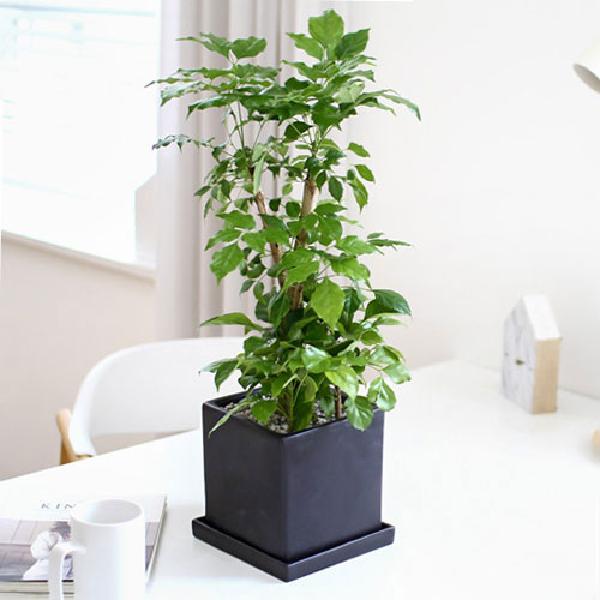 幸福の木(富貴樹) T item image