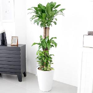 Lucky Tree A item image