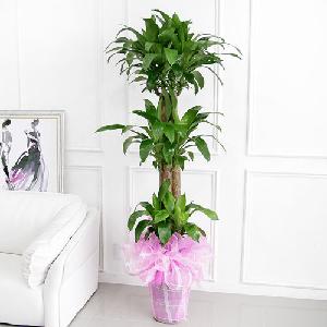 Lucky Tree B item image