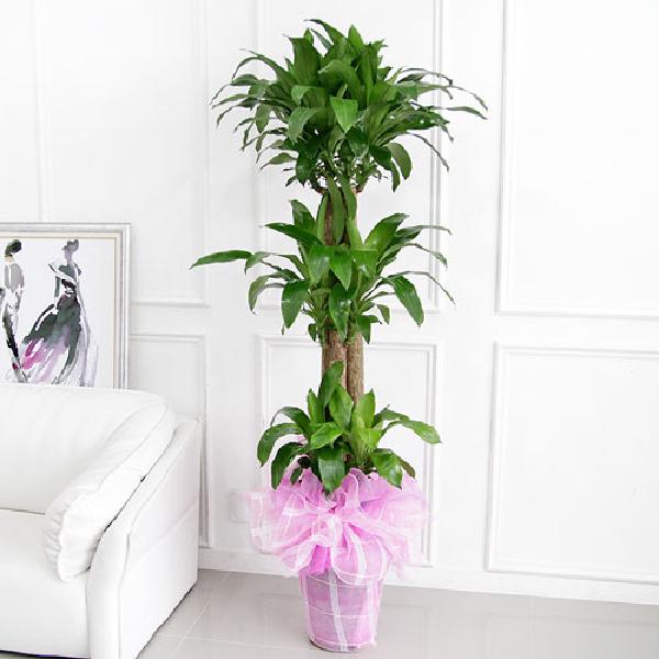 幸運の木 B item image