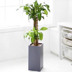 Lucky Tree D item image