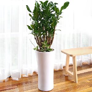 Golden Bamboo A item image