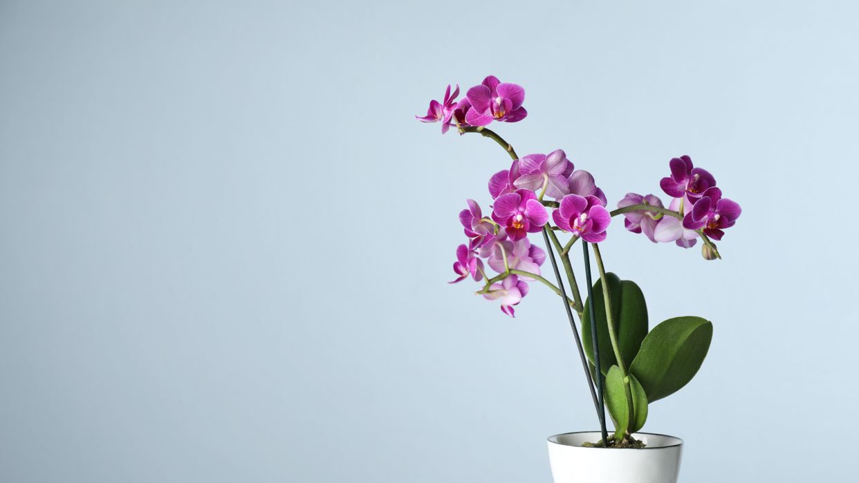 Orchids (Delivery) brand image
