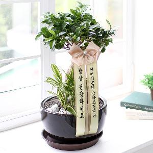 Ficus Panda: Stay Healthy product image