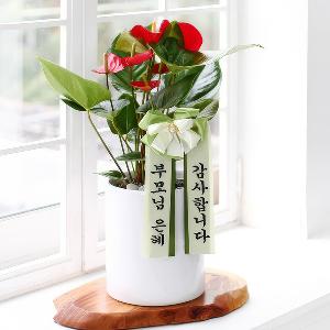 Red Anthurium: Love My Parents product image