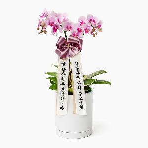 Pink Mini Orchid: Parental Love product image