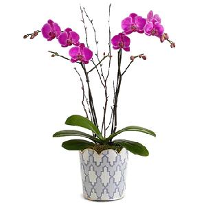 Lovely Living Orchid product image