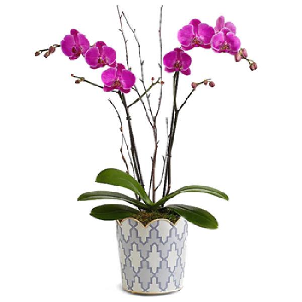 Lovely Living Orchid product image