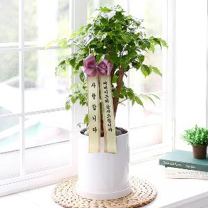 Wishing You Longevity – Happiness Tree product image