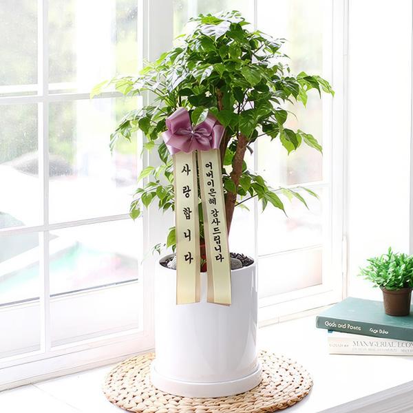 長寿祈願 幸福の木 item image