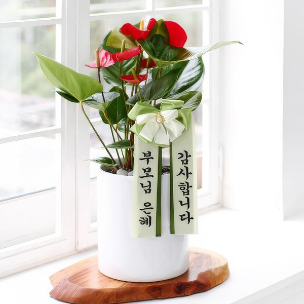 修福康寧 アンスリウム item image