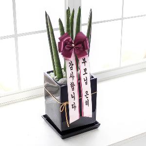 Wishing You Good Health – Sansevieria product image