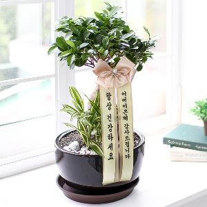 Wishing You Wellness – Ginseng Panda product image