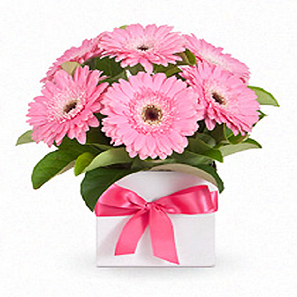 Purity gerbera product image
