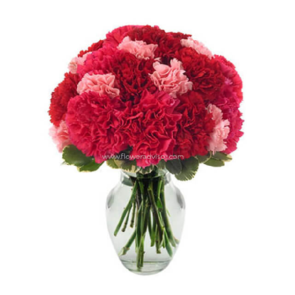 Very berry carnations item image