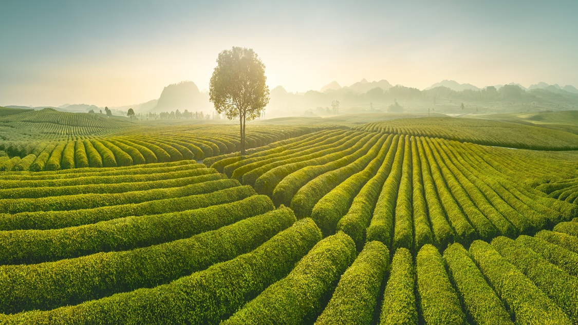 Innisfree brand image