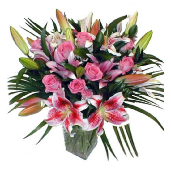 Elegaze product image