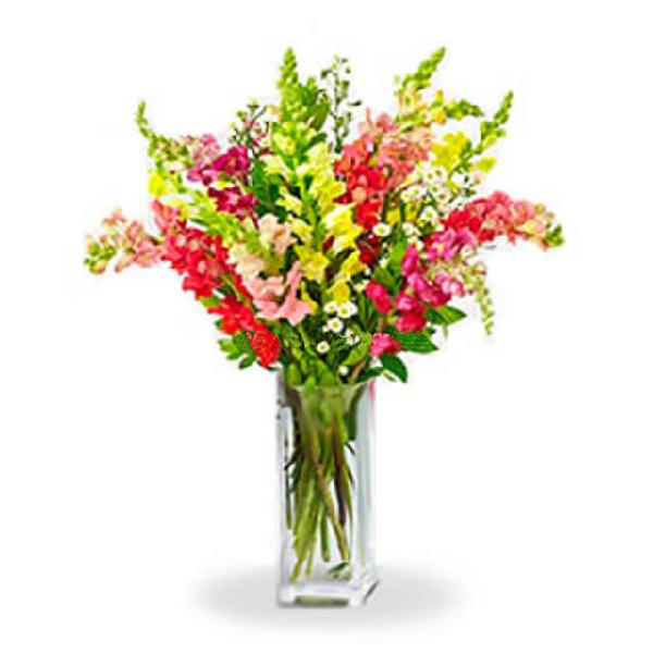 Super Snapdragons I product image