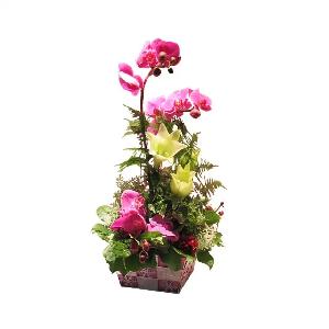 Pink Palisade product image
