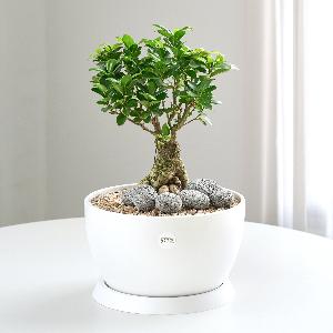 Ginseng Panda Classic No.1 item image