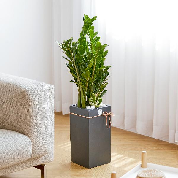 金銭樹 モダンライン item image