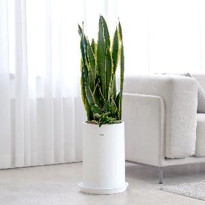 Sansevieria Classic item image